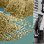The Immortal cells of Henrietta Lacks